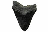 Fossil Megalodon Tooth - South Carolina #299436-2